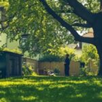 1752321686_Baumbestand-Nachbarn